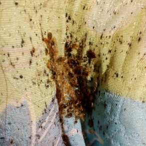 Уничтожение насекомых в Краснодаре (гостинка)