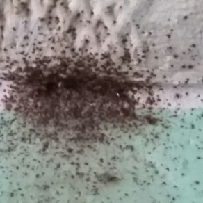 Уничтожение насекомых – Краснодар