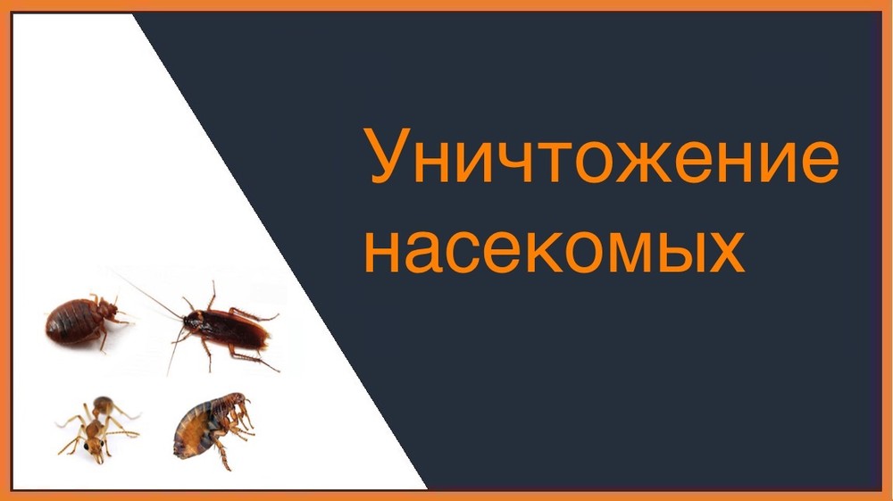 Уничтожение насекомых в Краснодаре