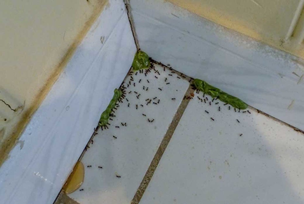 Обработка от муравьев в Краснодаре