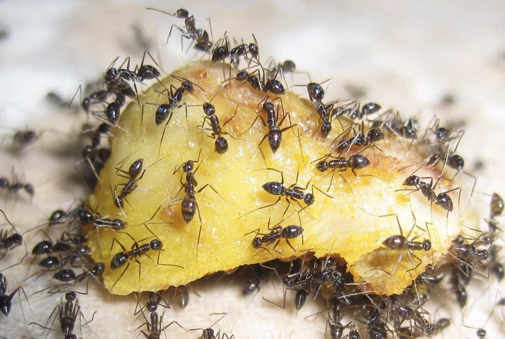 Уничтожение муравьев в квартире в Краснодаре